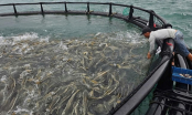 Aiming for sustainable marine farming: Applying advanced technology